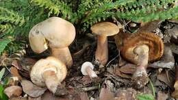 Image of Reddish brown bitter bolete