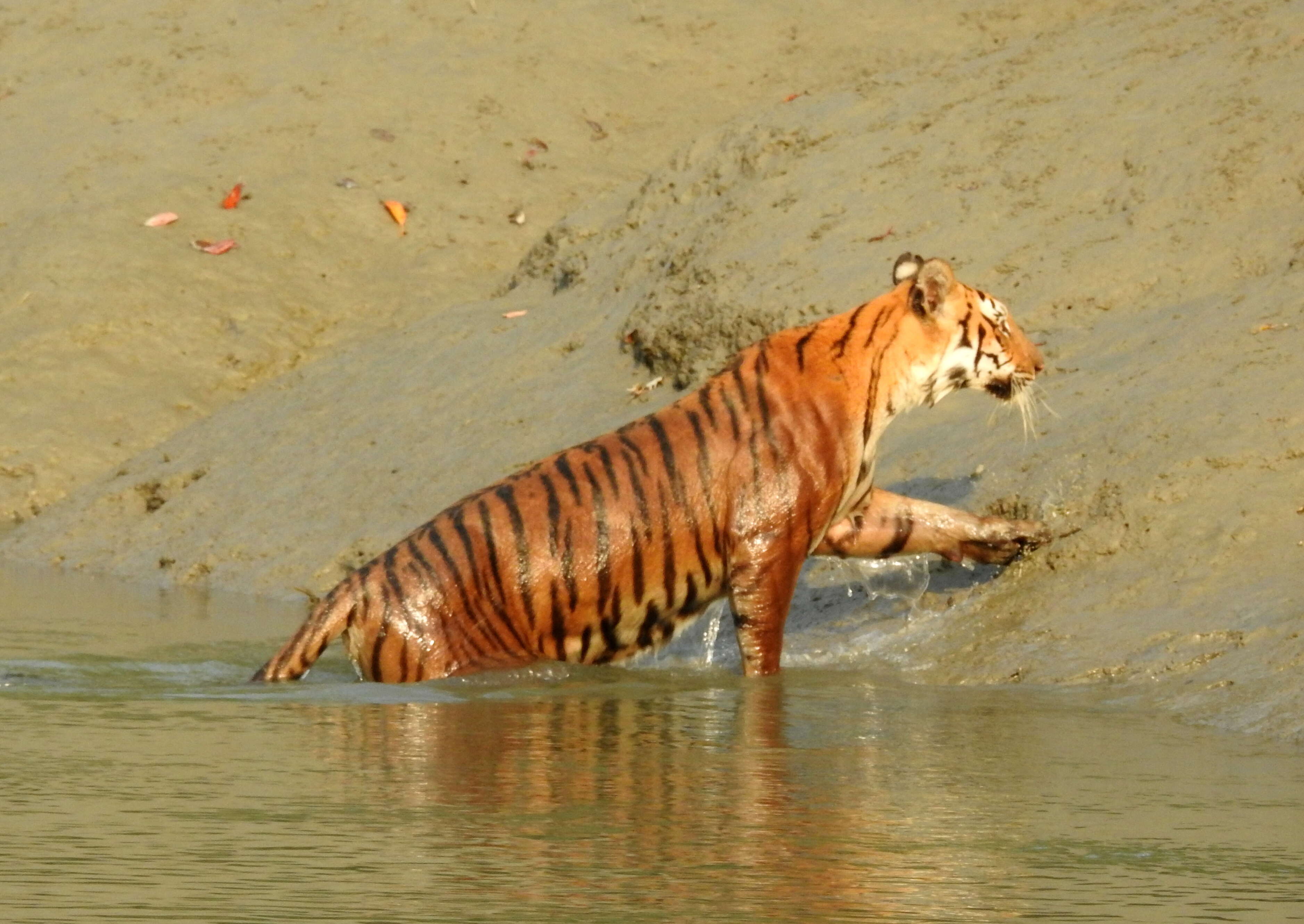 Image of Tiger