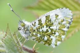 Image of orange tip