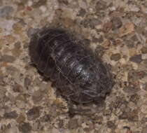 Image of Isopod