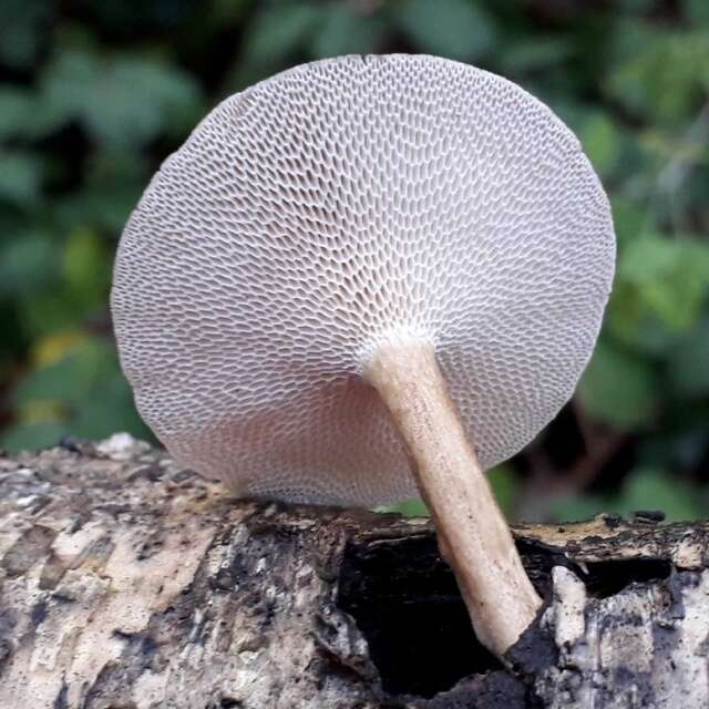 Image of bracket fungi