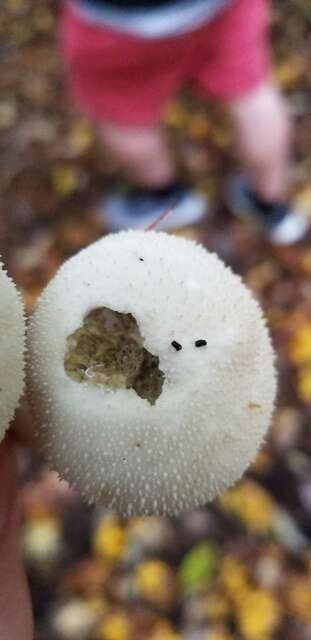 Imagem de Lycoperdon