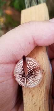 Image of Mycena