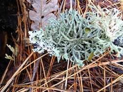 Image of Forked tube lichen