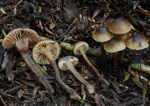 Image de unclassified Agaricales