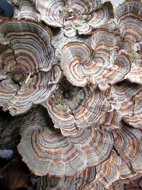 Image of Trametes