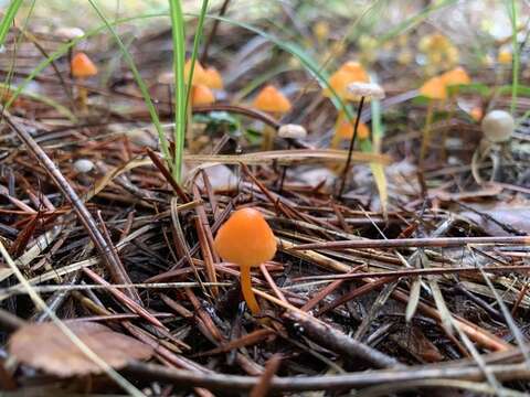 Imagem de Mycena strobilinoidea Peck 1893