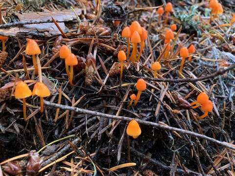 Image of Mycena strobilinoidea Peck 1893