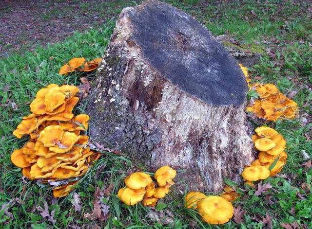 Image of Omphalotus