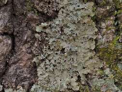 Image of Ravenel's lung lichen