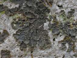 Image of skin lichen