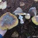 Image of Amanita umbrinidisca (Murrill) Murrill 1912