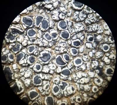 Слика од Lecanora gangaleoides Nyl.