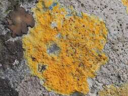 Image of orange lichen