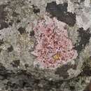 Image of wart lichen