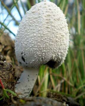 Image de Coprinopsis