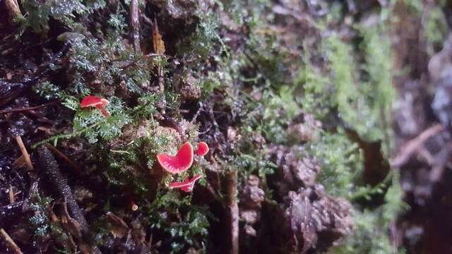 Image of Hygrocybe aphylla Læssøe & Boertm. 2008