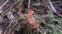 Image de Hygrocybe aphylla Læssøe & Boertm. 2008