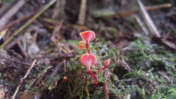 Image of Hygrocybe aphylla Læssøe & Boertm. 2008