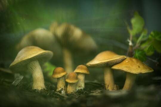 Image of Agrocybe