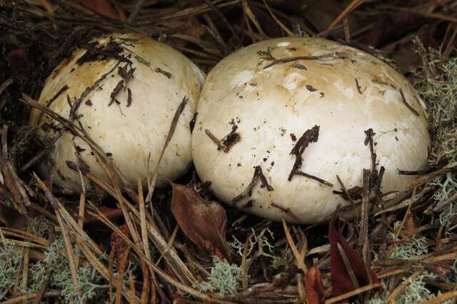 Image of White Matsutake