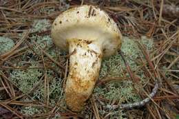 Image of White Matsutake