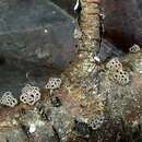 Image of Stromatocyphella conglobata (Burt) W. B. Cooke 1961