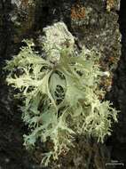 Ramalina dilacerata (Hoffm.) Hoffm.的圖片