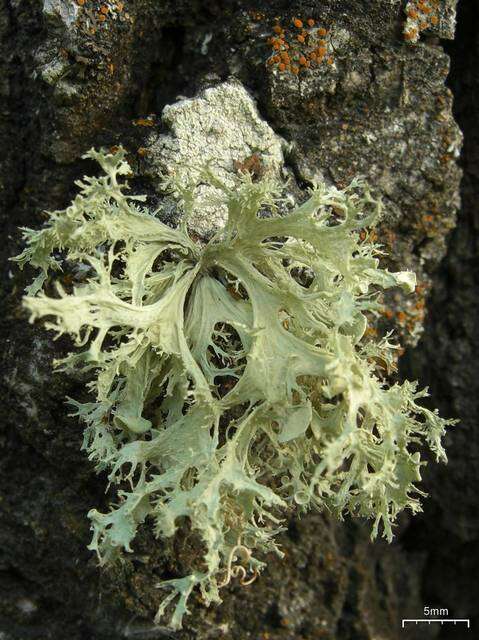 Imagem de Ramalina dilacerata (Hoffm.) Hoffm.