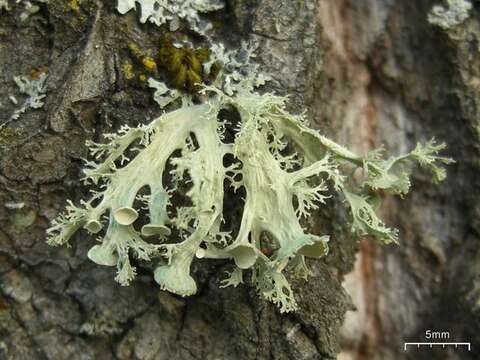 Image of cartilage lichen