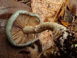 Image of Stropharia