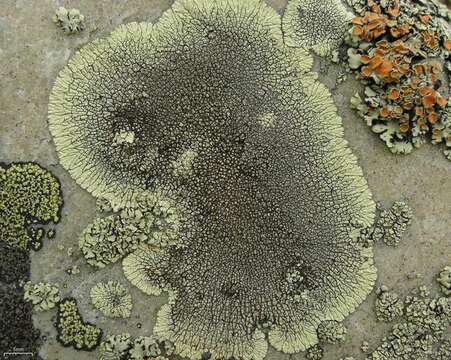 Image of mountain lichen