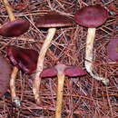 Image of Cortinarius smithii Ammirati, Niskanen & Liimat. 2013