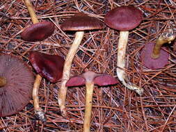 Image of Cortinarius smithii Ammirati, Niskanen & Liimat. 2013