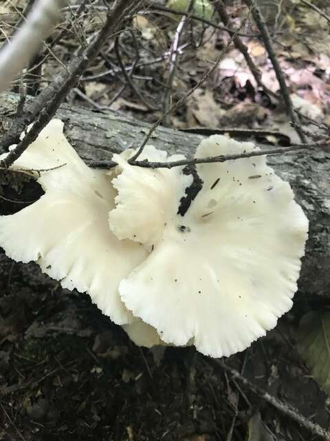 Image of Pleurotus