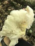 Image of Pleurotus