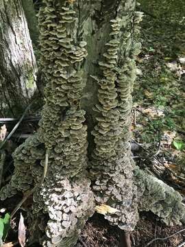 Image of Trametes