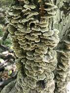 Image of Trametes