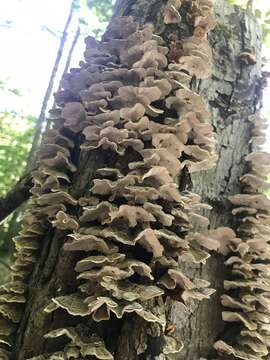 Image of Trametes