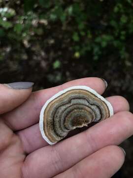 Image of Trametes