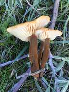 Image de Flammulina lupinicola (Redhead & R. H. Petersen) C. Hahn 2016