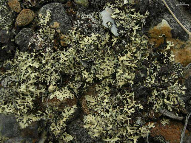 Image of Wyoming xanthoparmelia lichen