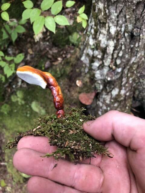 Image of Ganoderma