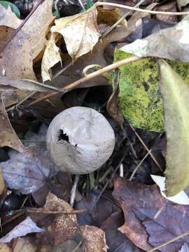 Image of Lycoperdon Pers.