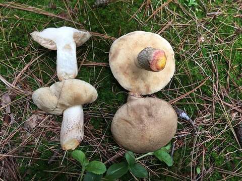 Image of Retiboletus