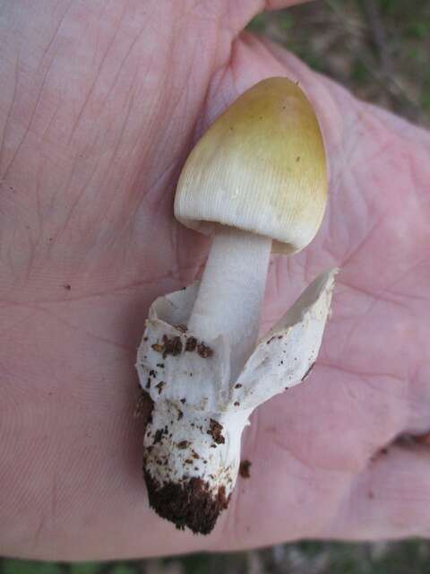 Image of Amanita sinicoflava Tulloss 1988