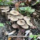 Image of Armillaria (Fr.) Staude