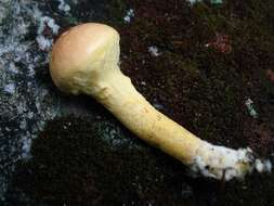 Image of Pulveroboletus