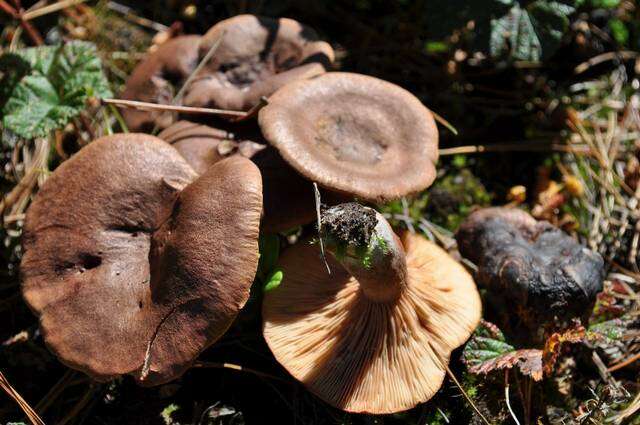 Image of Milk Cap Mushrooms