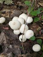 Imagem de Lycoperdon